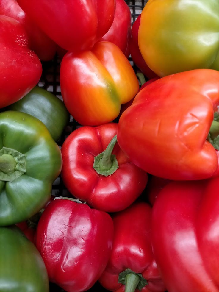 فلفل دلمه‌ای صادراتی‌ نوین تجارت